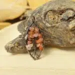 Dein-Seelenstein-Anhänger-Karneol-Baum