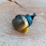 Seelenstein-Autoclip-Tigerauge-Herz