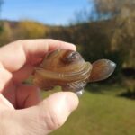 Seelenstein-Spezialstein-Achat-Schildkröte-1-2 Seelenstein-Spezialstein-Achat-Schildkröte