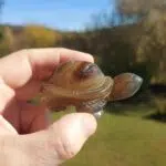 Seelenstein-Spezialstein-Achat-Schildkröte