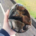 Seelenstein-Spezialstein-Septarie-Drachenei