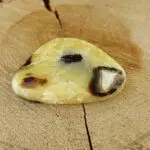 Seelenstein-Spezialstein-Septarie-Scheibe