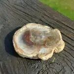 Seelenstein-Spezialstein-Versteinertes-Holz-Scheibe-klein