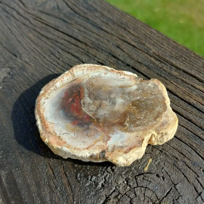 Seelenstein-Spezialstein-Versteinertes-Holz-Scheibe-klein