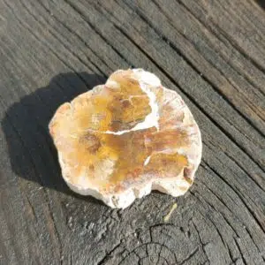 Seelenstein-Spezialstein-Versteinertes-Holz-Scheibe-klein